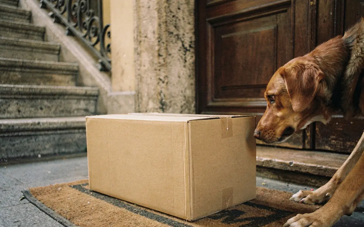 A plain cardboard box on a doormat in an old stairwell, a dog sniffing it