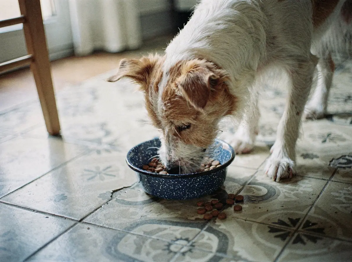 A scruffy terrier eating from a blue enamel bowl on a tiled kitchen floor